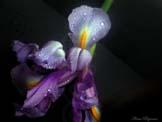 unknow artist Realistic Orchid China oil painting art